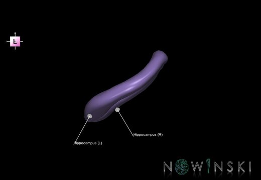 G1.T11.9.V2.C2.L1.Hippocampus
