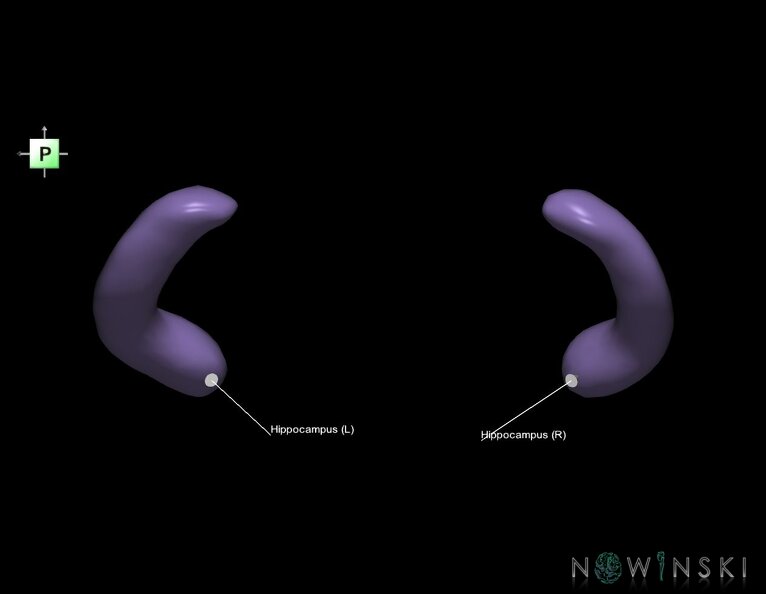 G1.T11.9.V3.C2.L1.Hippocampus.tiff