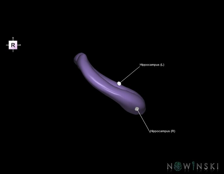 G1.T11.9.V4.C2.L1.Hippocampus.tiff