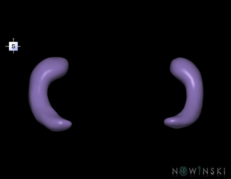 G1.T11.9.V5.C2.L0.Hippocampus.tiff