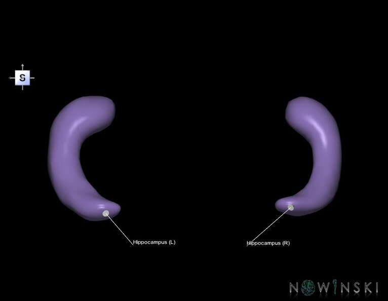 G1.T11.9.V5.C2.L1.Hippocampus.tiff