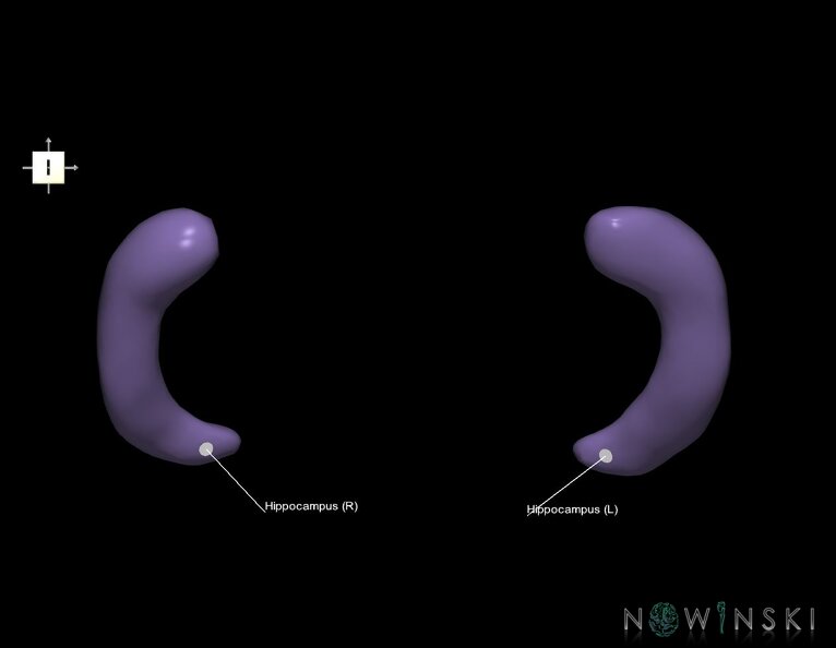 G1.T11.9.V6.C2.L1.Hippocampus.tiff