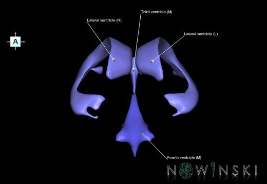 G1.T12.V1.C2.L1.Cerebral ventricles