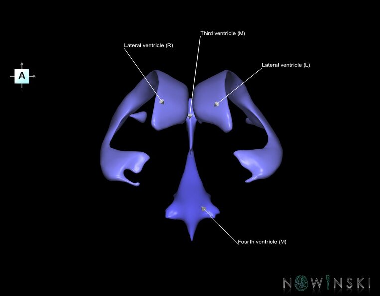 G1.T12.V1.C2.L1.Cerebral_ventricles.tiff