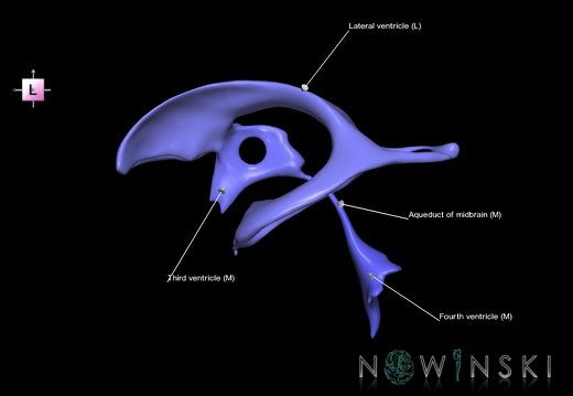 G1.T12.V2.C2.L1.Cerebral ventricles