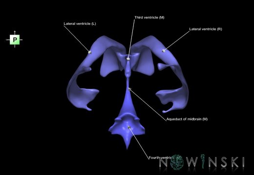 G1.T12.V3.C2.L1.Cerebral ventricles