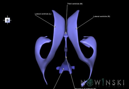 G1.T12.V5.C2.L1.Cerebral ventricles