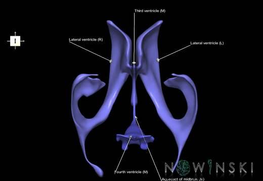 G1.T12.V6.C2.L1.Cerebral ventricles