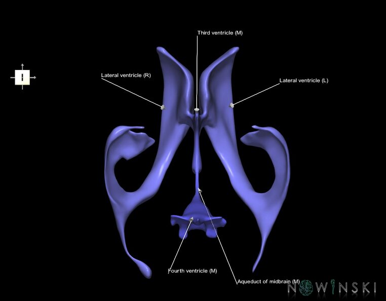 G1.T12.V6.C2.L1.Cerebral_ventricles.tiff