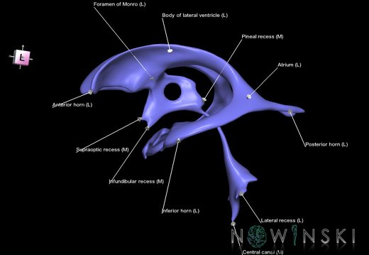 G1.T12.V7.C2.L2.Cerebral ventricles