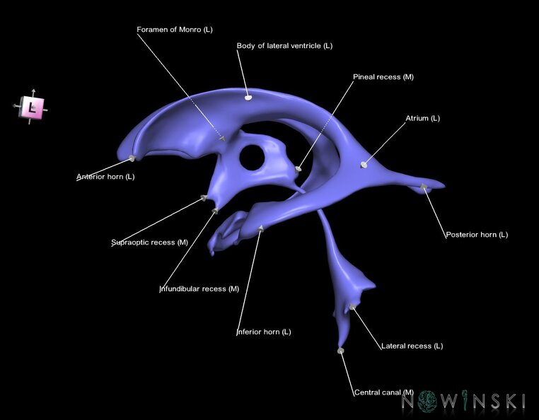G1.T12.V7.C2.L2.Cerebral_ventricles.tiff