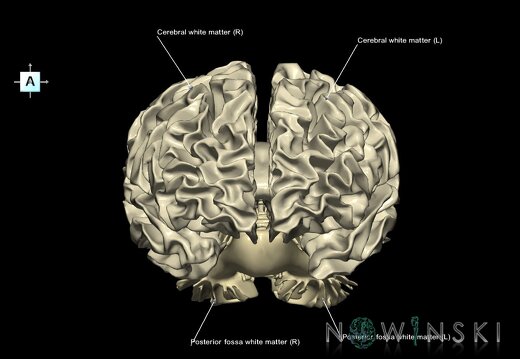 G1.T13.1.V1.C2.L1.White matter whole