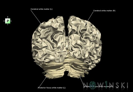 G1.T13.1.V3.C2.L1.White matter whole