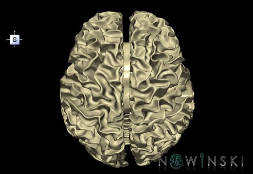 G1.T13.1.V5.C1.L0.White matter whole