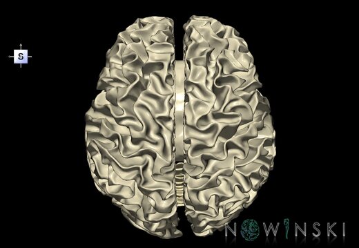 G1.T13.1.V5.C2.L0.White matter whole