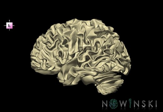 G1.T13.2.V2.C1.L0.White matter left