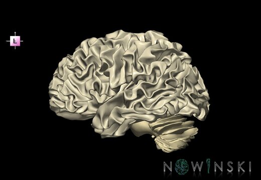 G1.T13.2.V2.C2.L0.White matter left