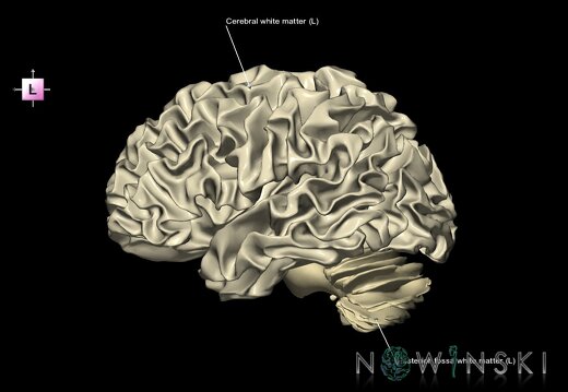 G1.T13.2.V2.C2.L1.White matter left