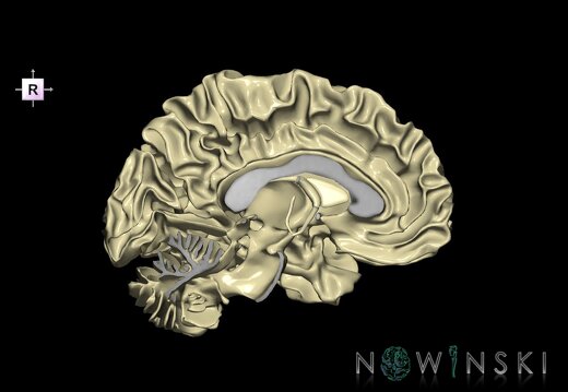 G1.T13.2.V4.C1.L0.White matter left