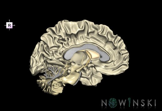 G1.T13.2.V4.C2.L0.White matter left