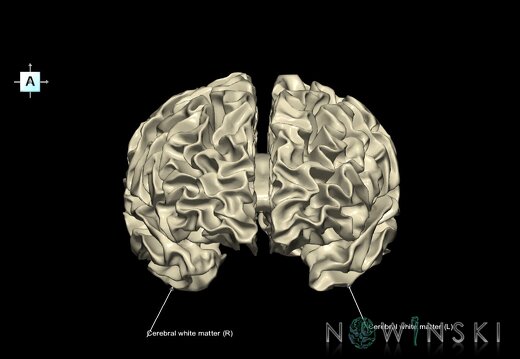 G1.T13.4.V1.C2.L1.Cerebral white matter