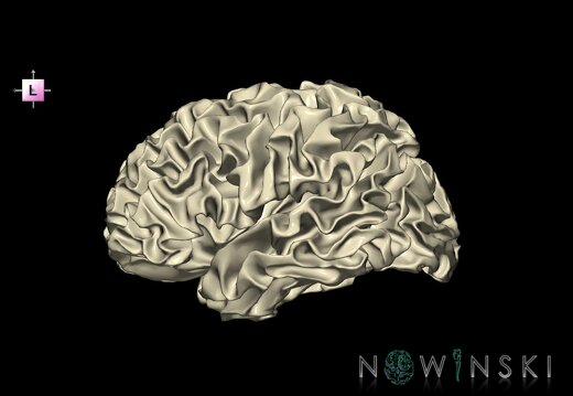 G1.T13.4.V2.C2.L0.Cerebral white matter