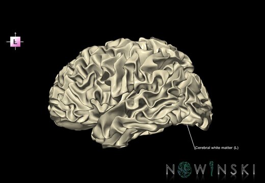 G1.T13.4.V2.C2.L1.Cerebral white matter