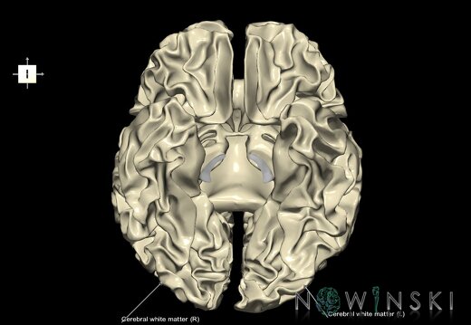 G1.T13.4.V6.C2.L1.Cerebral white matter