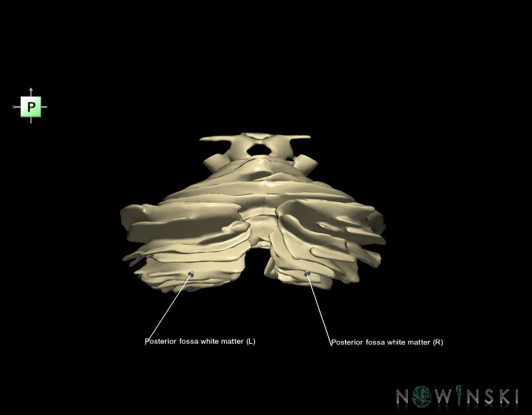 G1.T13.5.V3.C2.L1.Posterior_fossa_white_matter.tiff