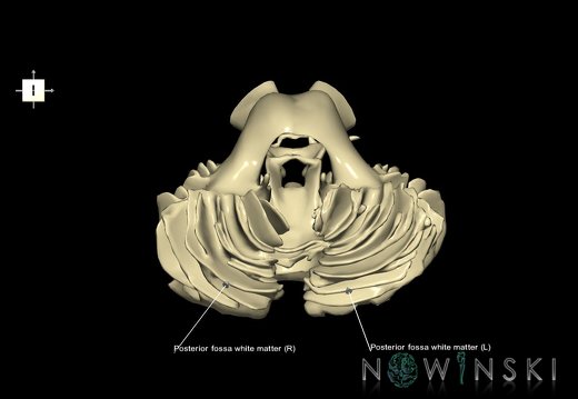 G1.T13.5.V6.C2.L1.Posterior fossa white matter