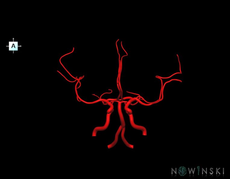 G1.T15.1.V1.C1.L0.Intracranial_arterial_system_main_branches.tiff