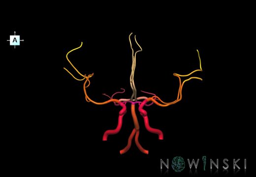 G1.T15.1.V1.C2.L0.Intracranial arterial system main branches