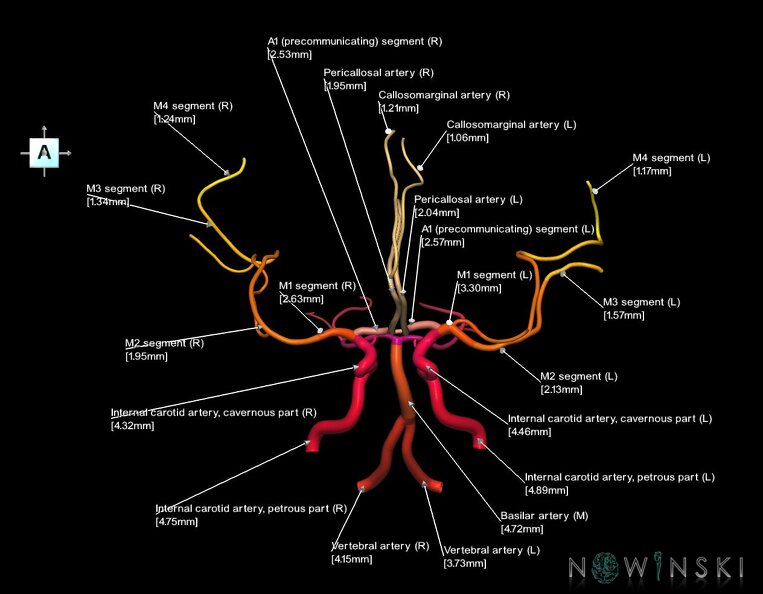 G1.T15.1.V1.C2.L3.Intracranial_arterial_system_main_branches.tiff