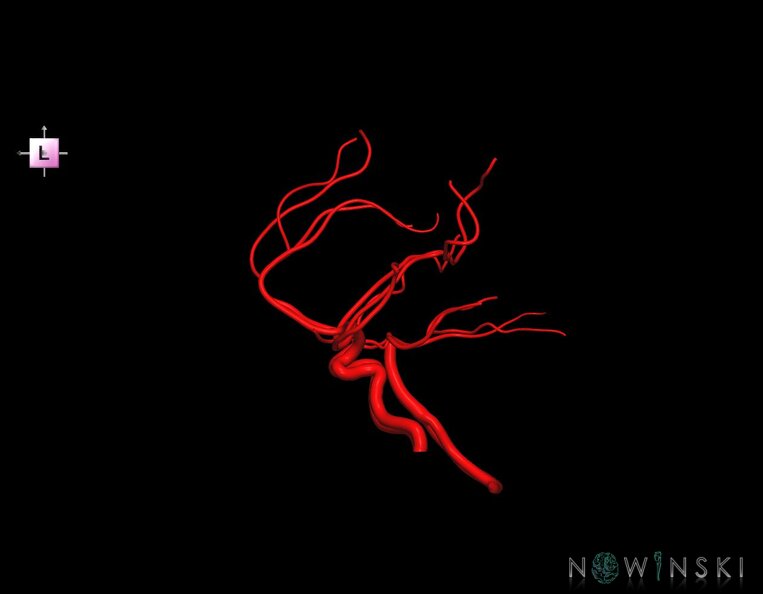 G1.T15.1.V2.C1.L0.Intracranial_arterial_system_main_branches.tiff