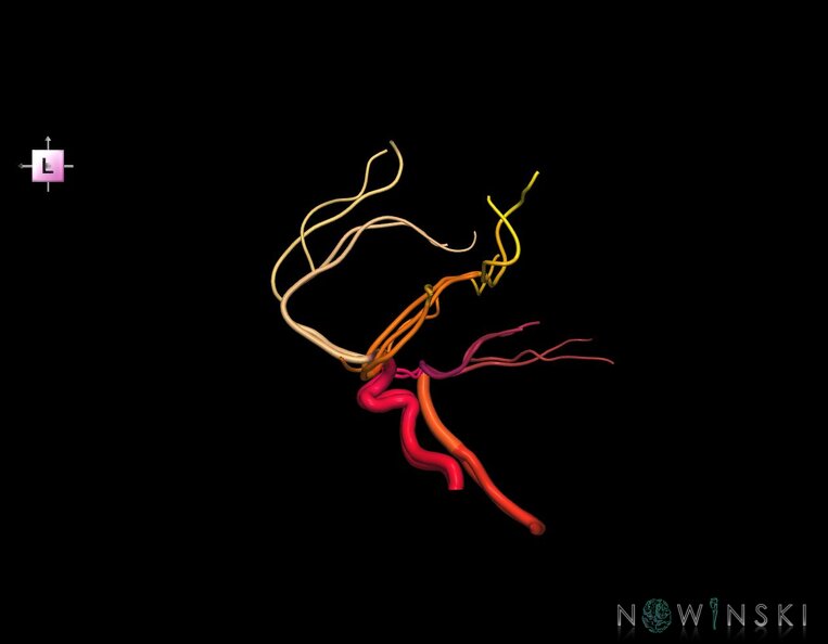 G1.T15.1.V2.C2.L0.Intracranial_arterial_system_main_branches.tiff