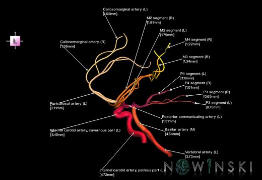 G1.T15.1.V2.C2.L3.Intracranial arterial system main branches