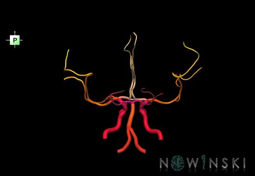 G1.T15.1.V3.C2.L0.Intracranial arterial system main branches