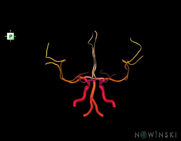 G1.T15.1.V3.C2.L0.Intracranial_arterial_system_main_branches.tiff