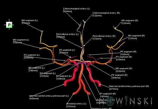 G1.T15.1.V3.C2.L3.Intracranial arterial system main branches