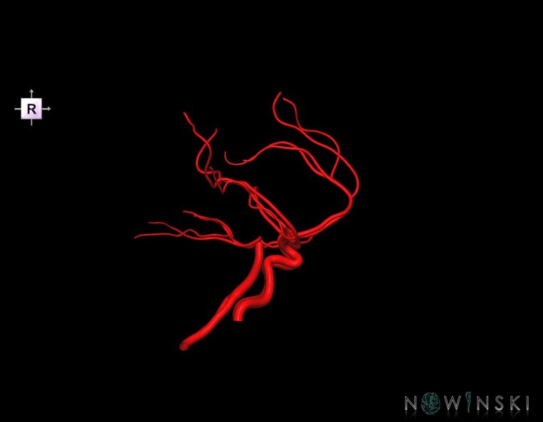 G1.T15.1.V4.C1.L0.Intracranial_arterial_system_main_branches.tiff