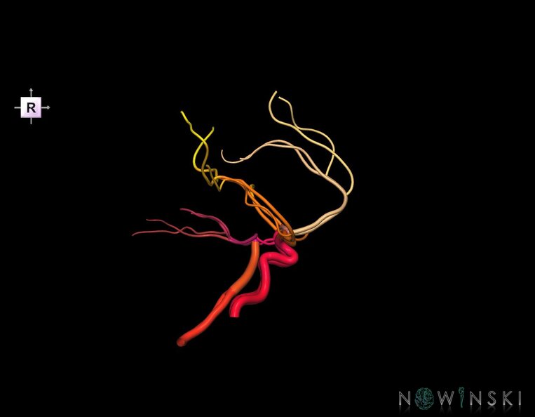 G1.T15.1.V4.C2.L0.Intracranial_arterial_system_main_branches.tiff
