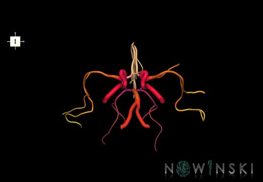 G1.T15.1.V6.C2.L0.Intracranial arterial system main branches