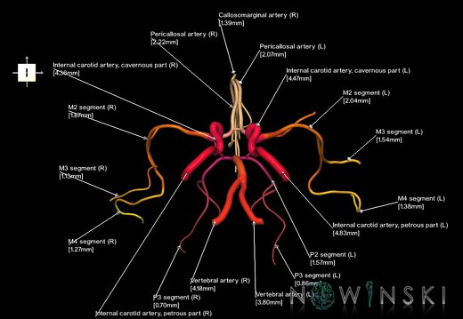 G1T15.1.IntracranialArterialSystemMainBranches