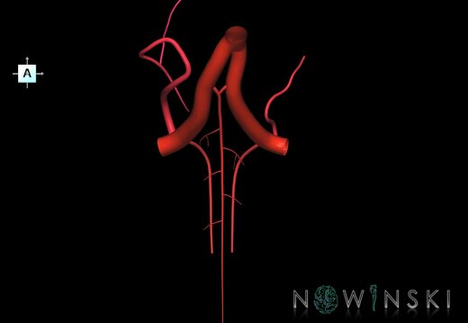 G1.T15.10.V1.C2.L0.Vertebral artery