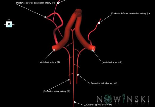 G1.T15.10.V1.C2.L1.Vertebral artery