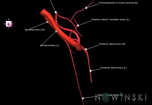 G1.T15.10.V2.C2.L1.Vertebral artery