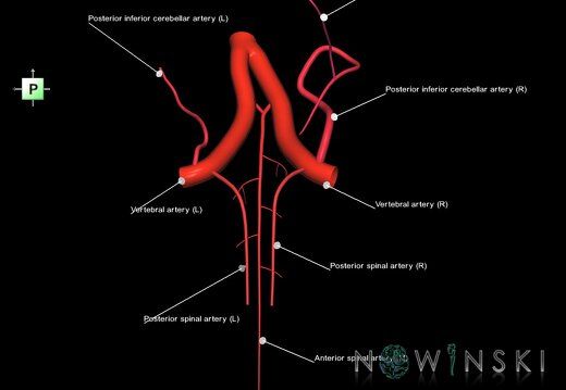 G1.T15.10.V3.C2.L1.Vertebral artery