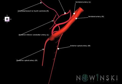 G1.T15.10.V4.C2.L1.Vertebral artery