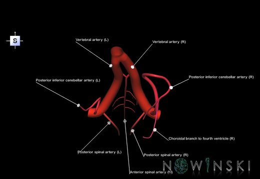 G1.T15.10.V5.C2.L1.Vertebral artery