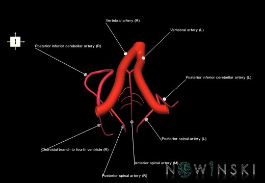 G1.T15.10.V6.C2.L1.Vertebral artery